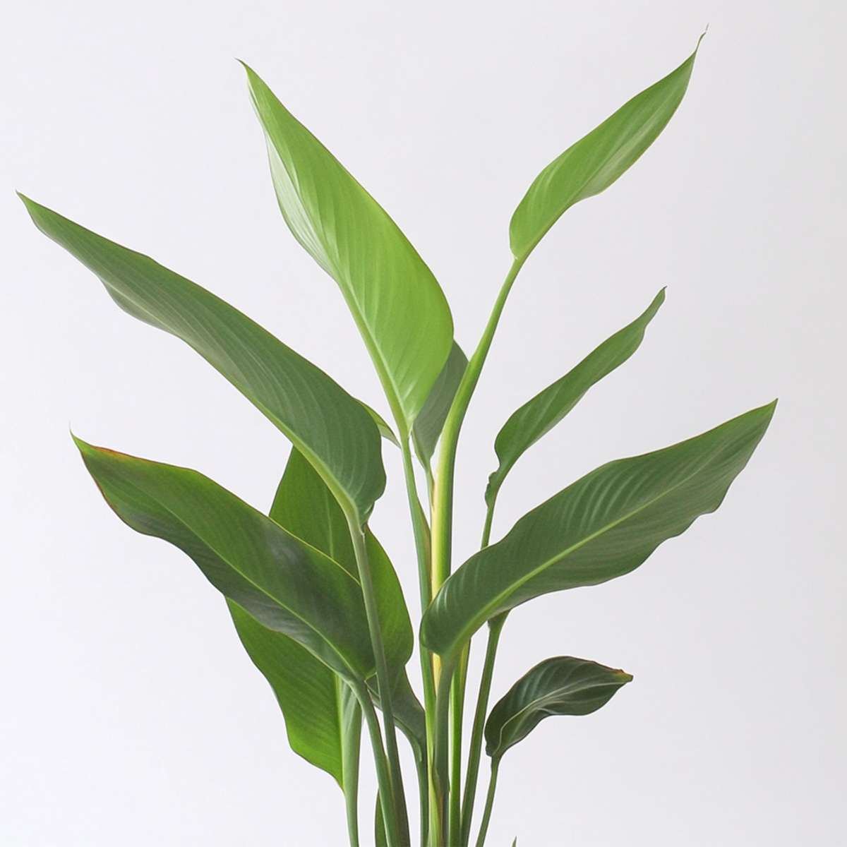 Strelitzia Reginea - Set van 6 - Paradijsvogelbloem