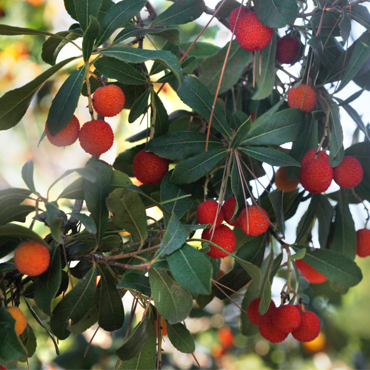 Arbutus Unedo - Set van 6 - Aardbeienboom