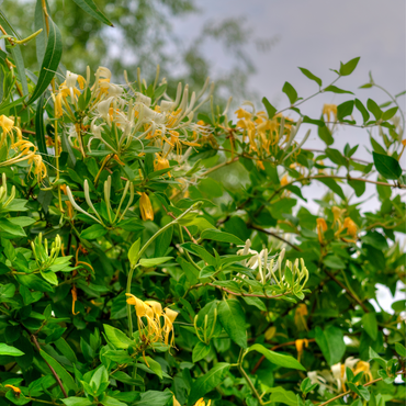 Lonicera kamtchatica - Set van 6 - Honingbes