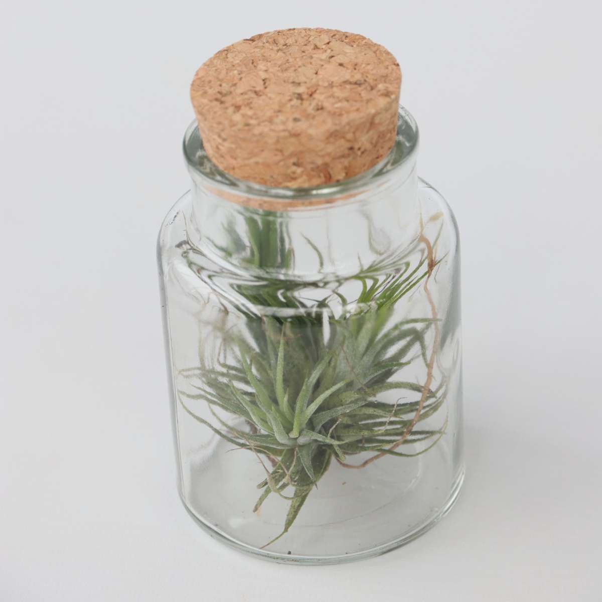 Tillandsia - Mix van 3 - Luchtplantjes in glazen flesje