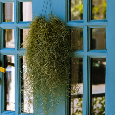 Tillandsia Usneoides 'Spaans Mos' - Set van 3