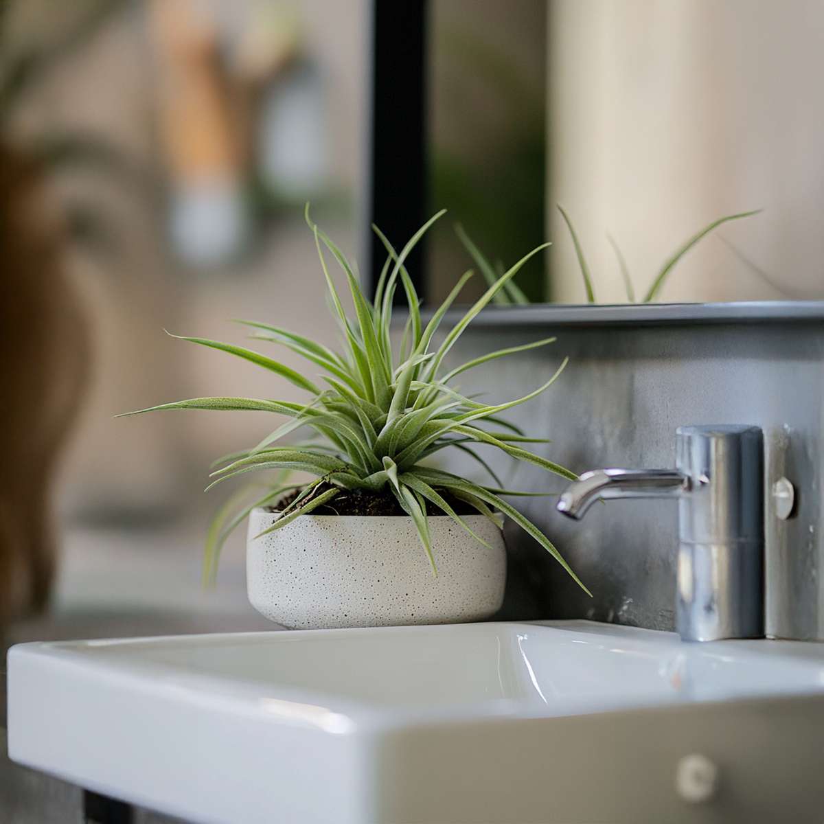 Tillandsia - Mix van 3 - Luchtplantjes