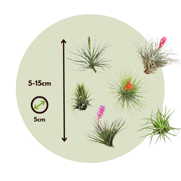 Tillandsia - 12 stuks - Luchtplantjes