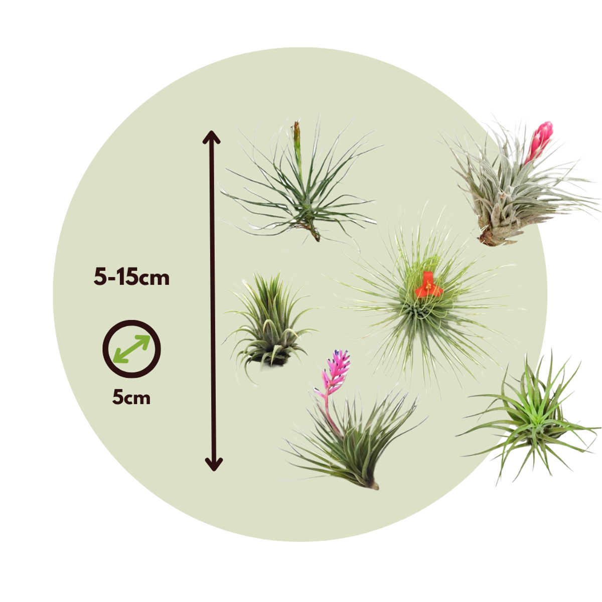 Tillandsia - Mix van 5 - Luchtplantjes