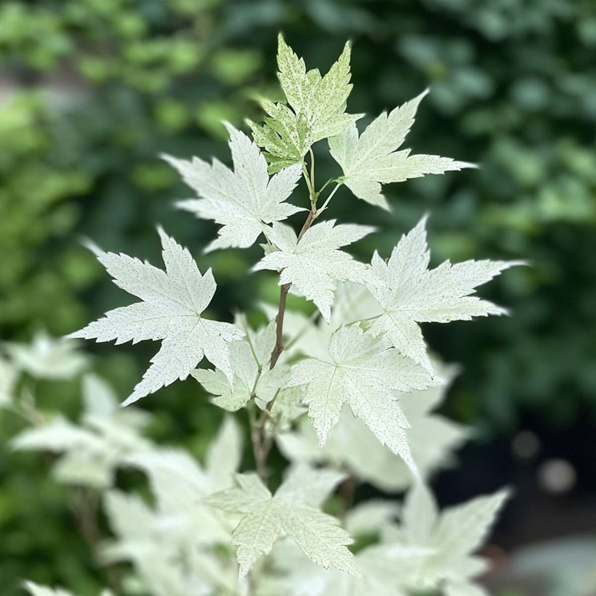 Acer palmatum 'Ukigumo' - Japanse esdoorn