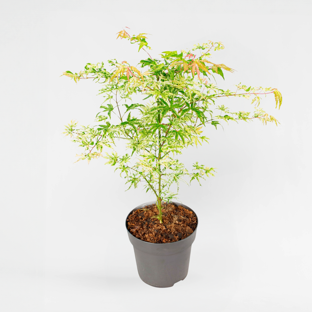 Acer palmatum 'Ukigumo' - Japanse esdoorn