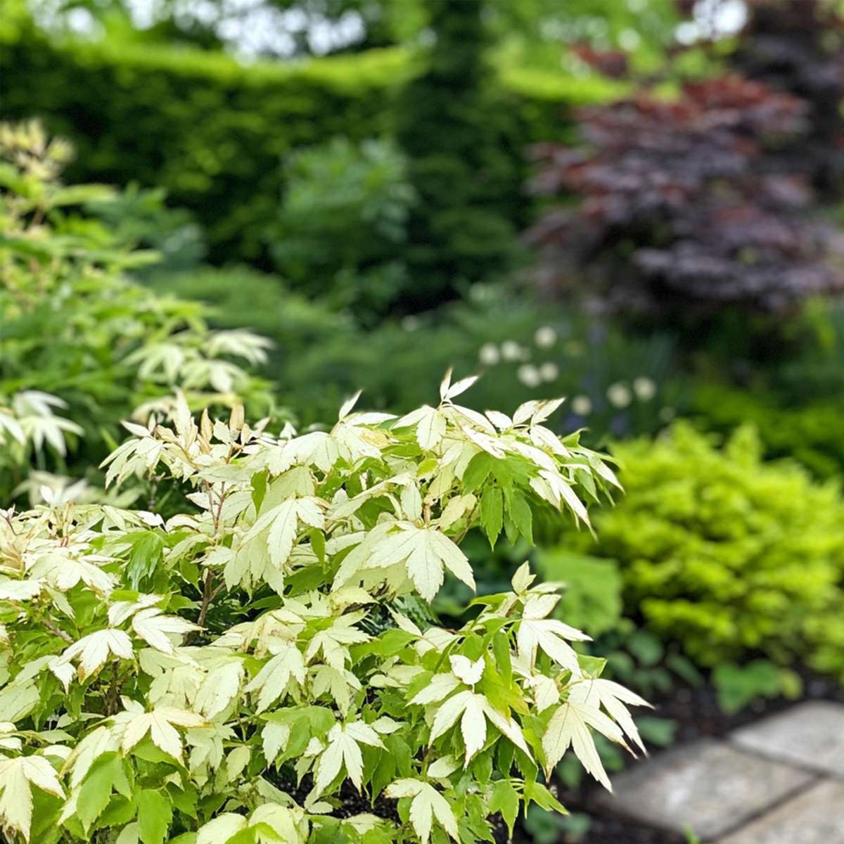 Acer palmatum 'Ukigumo' - Set van 2 - Japanse esdoorn