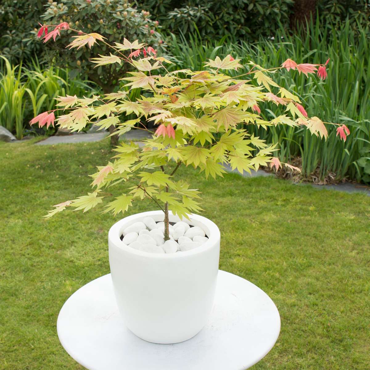 Acer palmatum 'Moonrise' - Set van 2 - Japanse esdoorn
