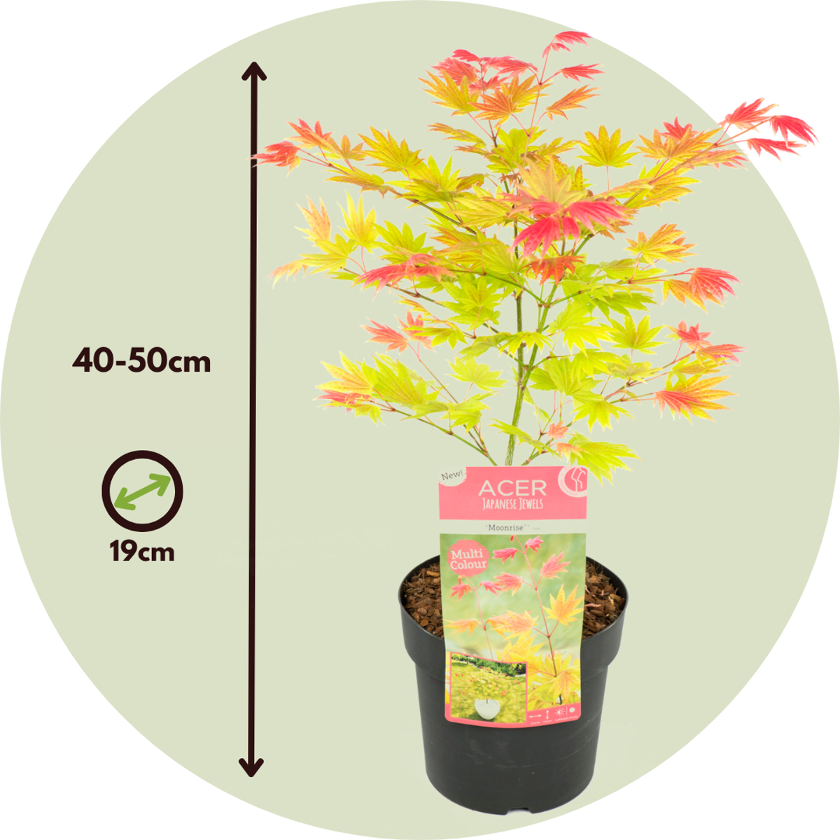 Acer palmatum 'Moonrise' - Set van 2 - Japanse esdoorn