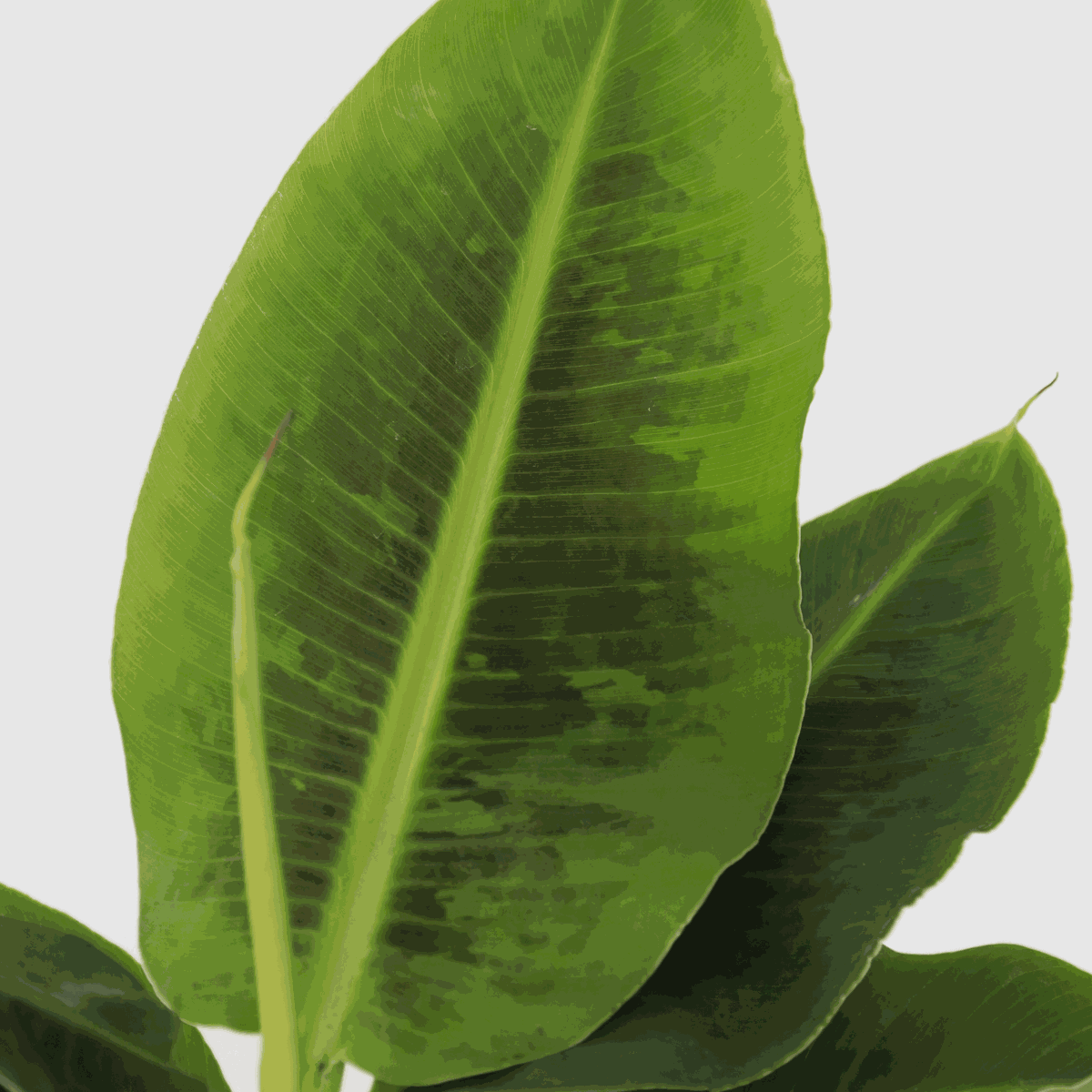Musa 'Oriental Dwarf' - Set van 2 - Bananenplanten