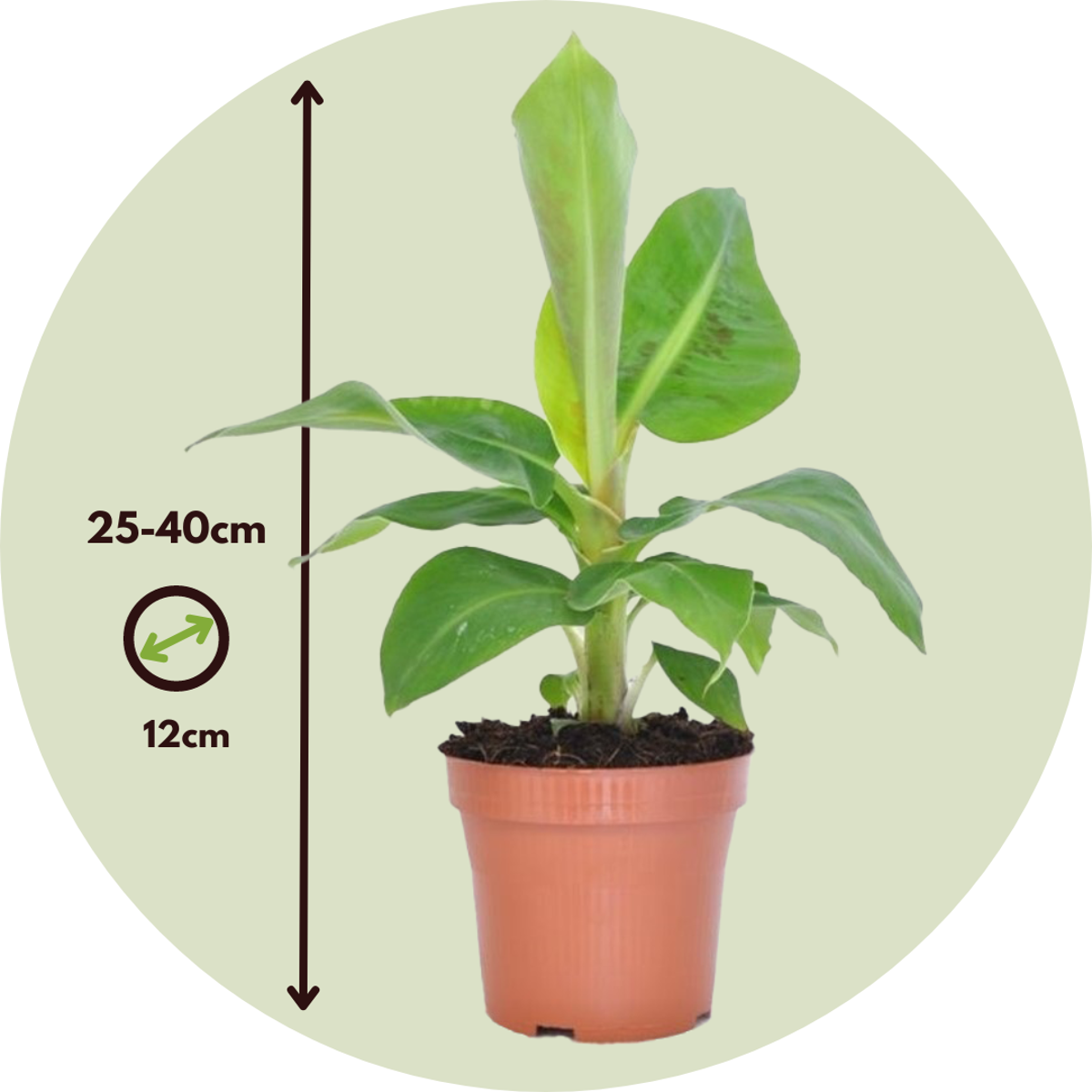 Trendy Thuis - Set van kamerplanten