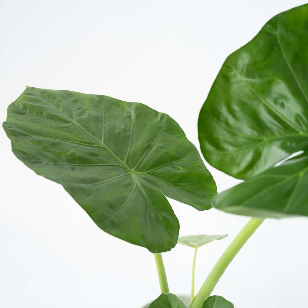 Alocasia 'Macrorrhiza' - Set van 2 - Olifantsoor