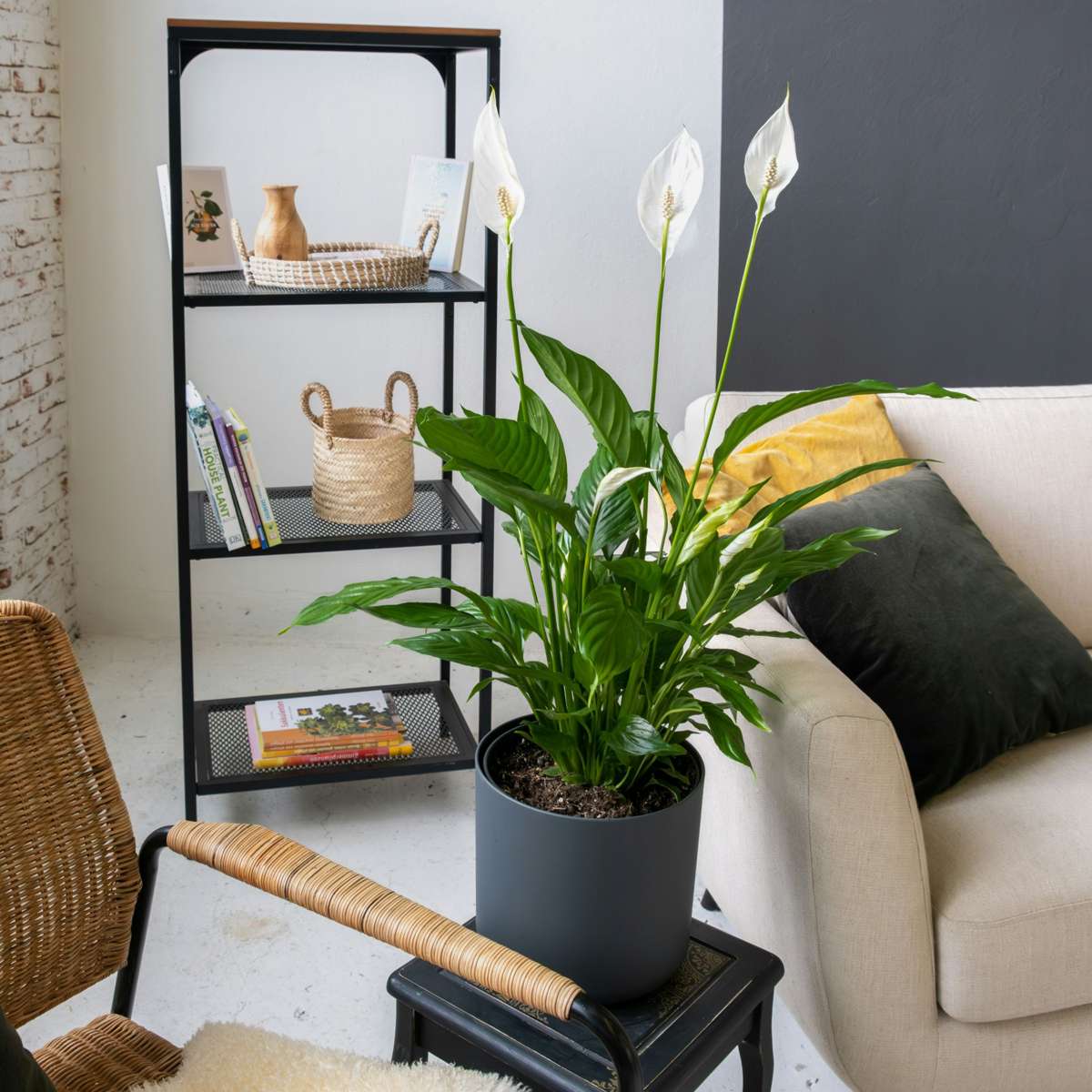 Spathiphyllum - Lepelplant