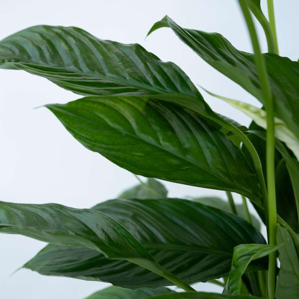 Spathiphyllum - Lepelplant