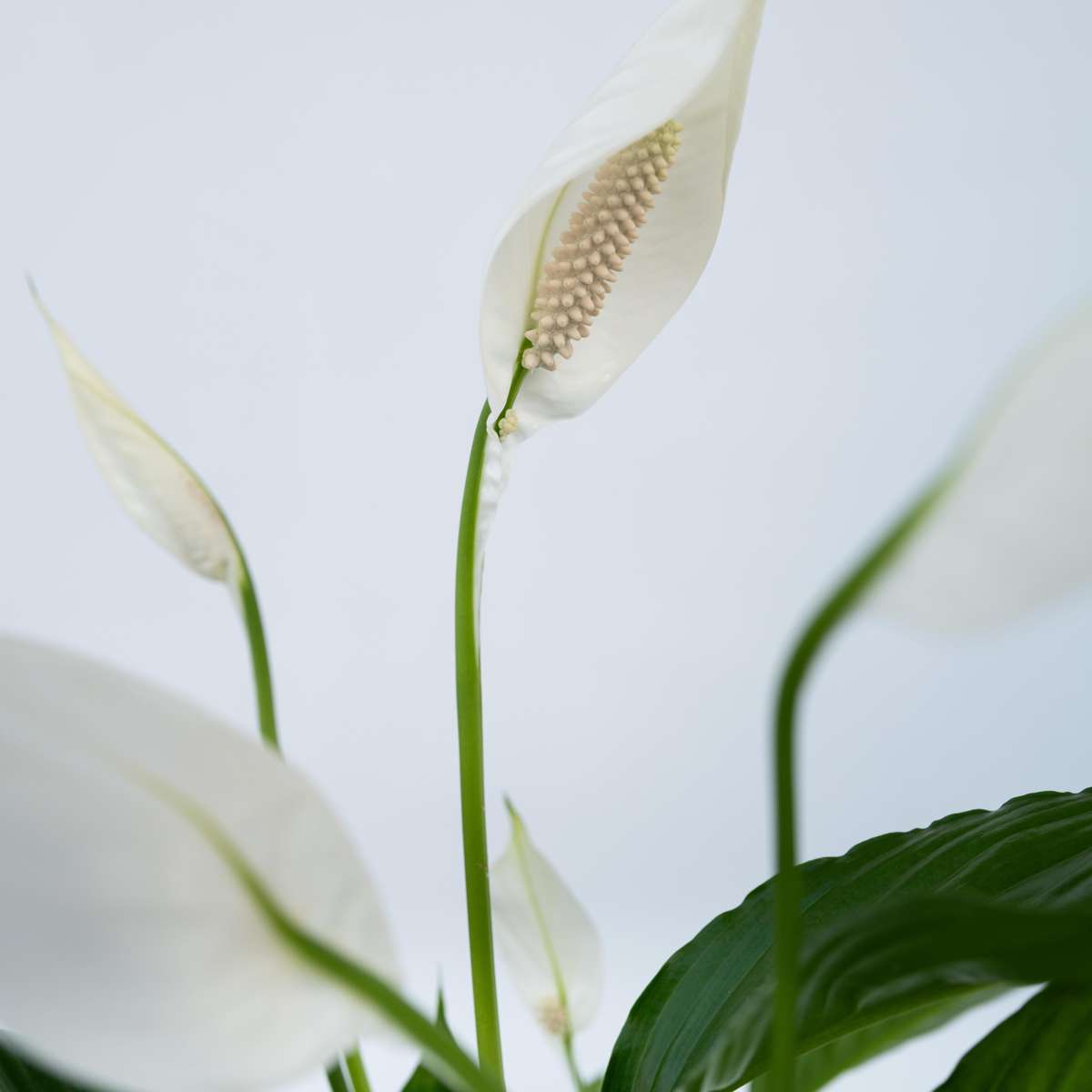Spathiphyllum - Lepelplant
