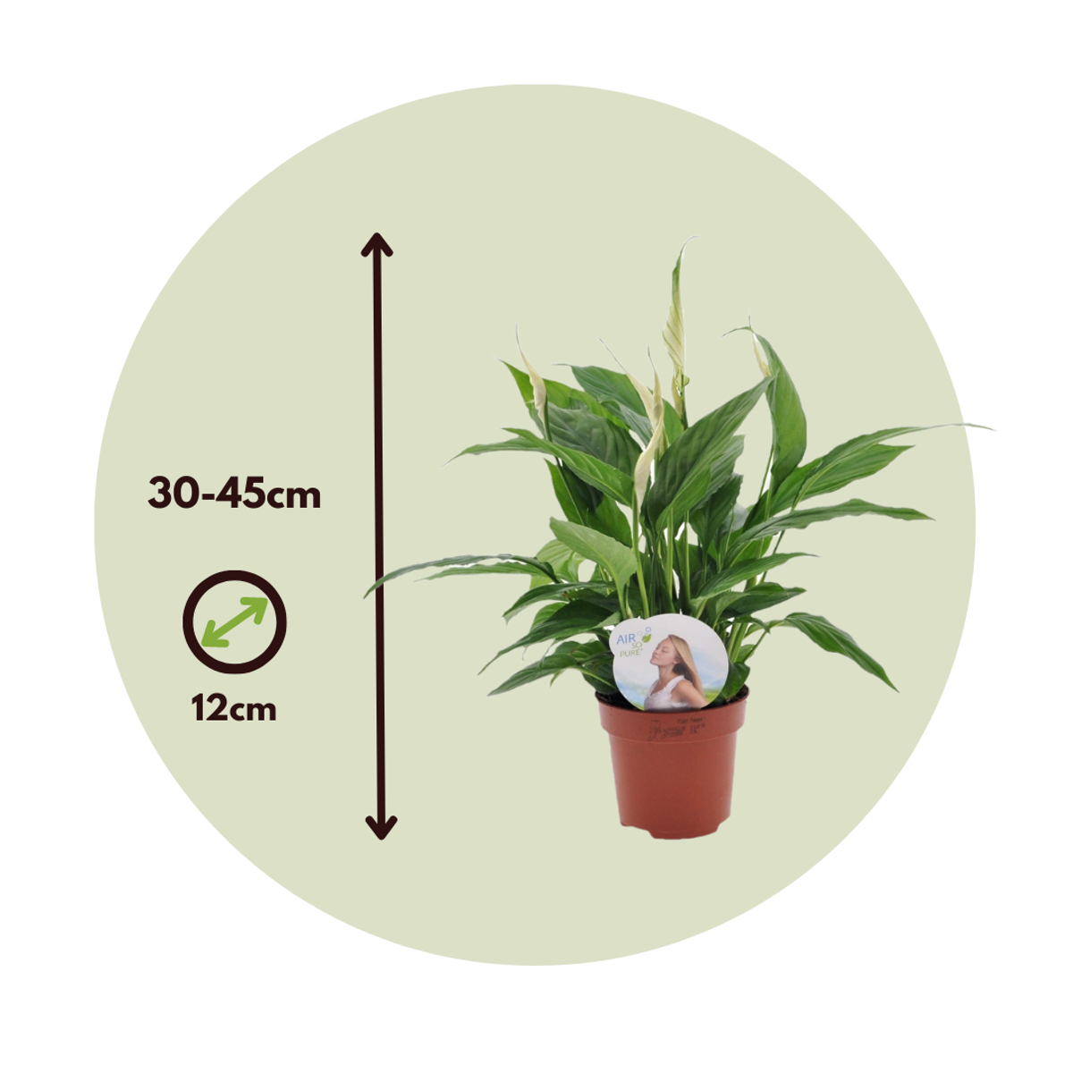 Spathiphyllum - Set van 2