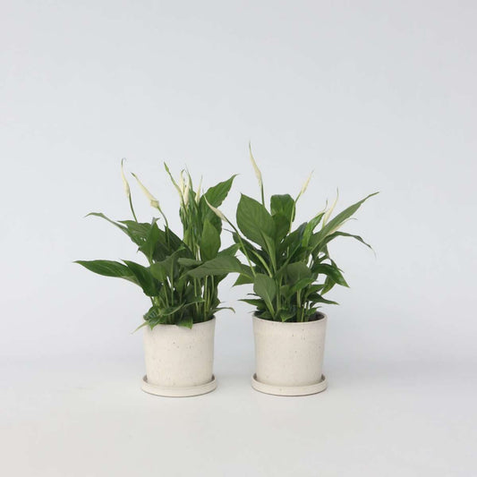 Spathiphyllum - Set van 4
