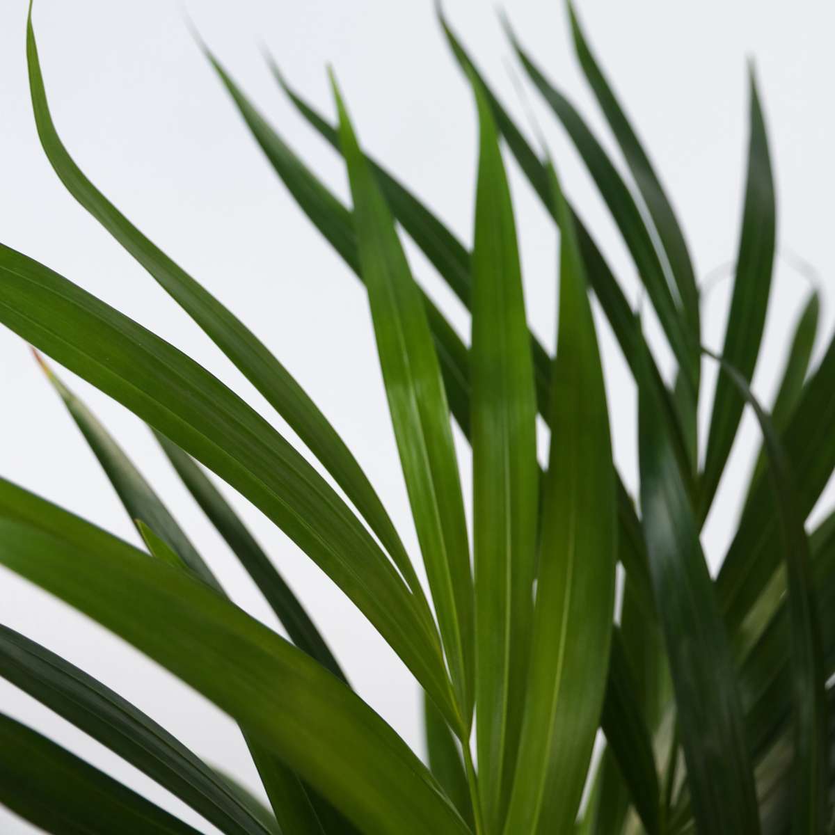 Dypsis Lutescens - Goudpalm