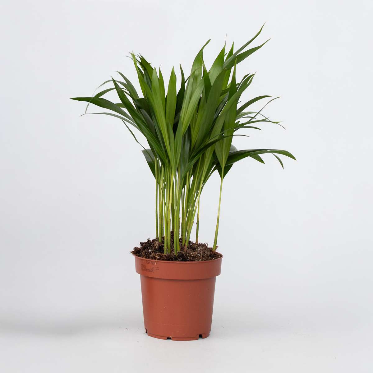 Dypsis Lutescens - Goudpalm