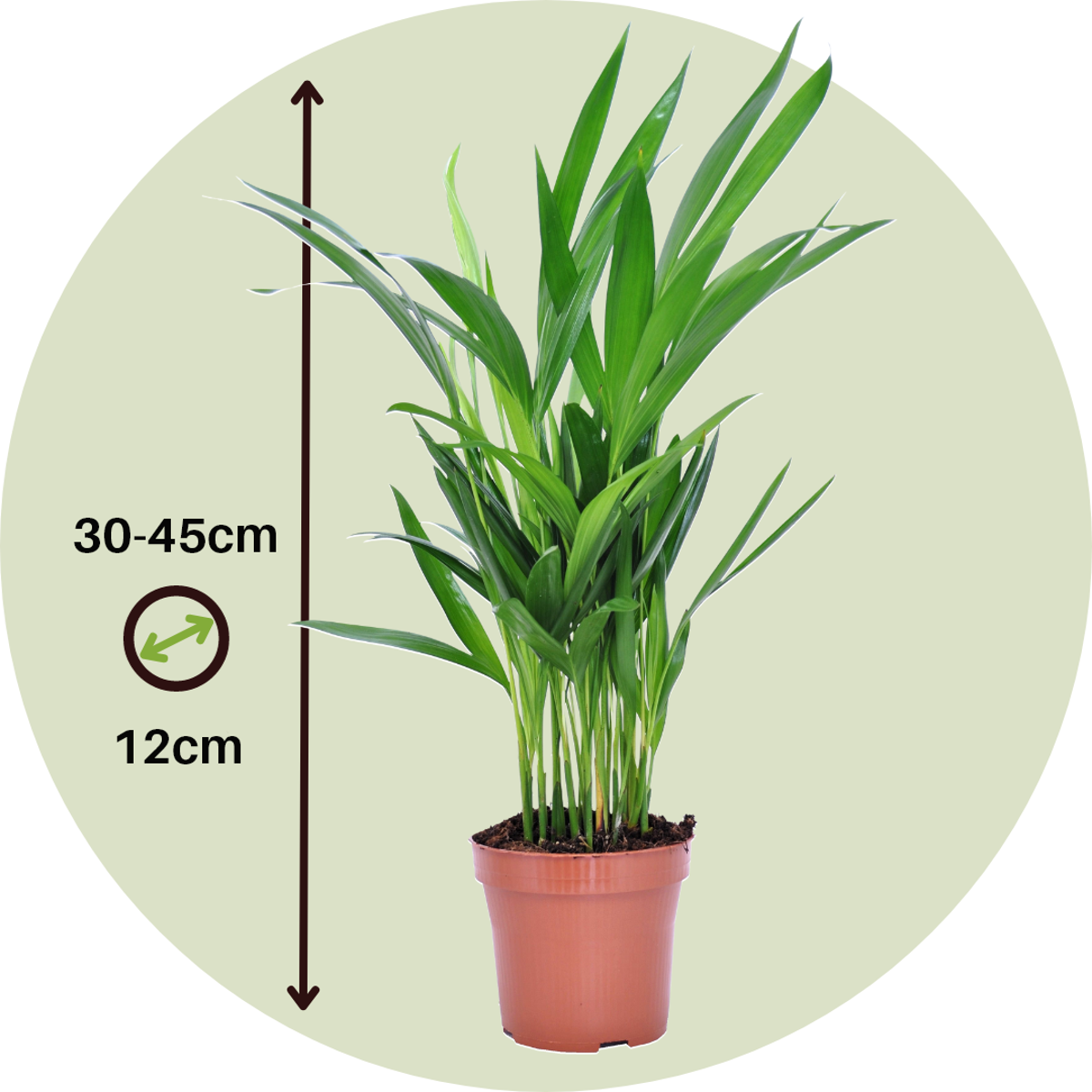 Dypsis Lutescens - Goudpalm