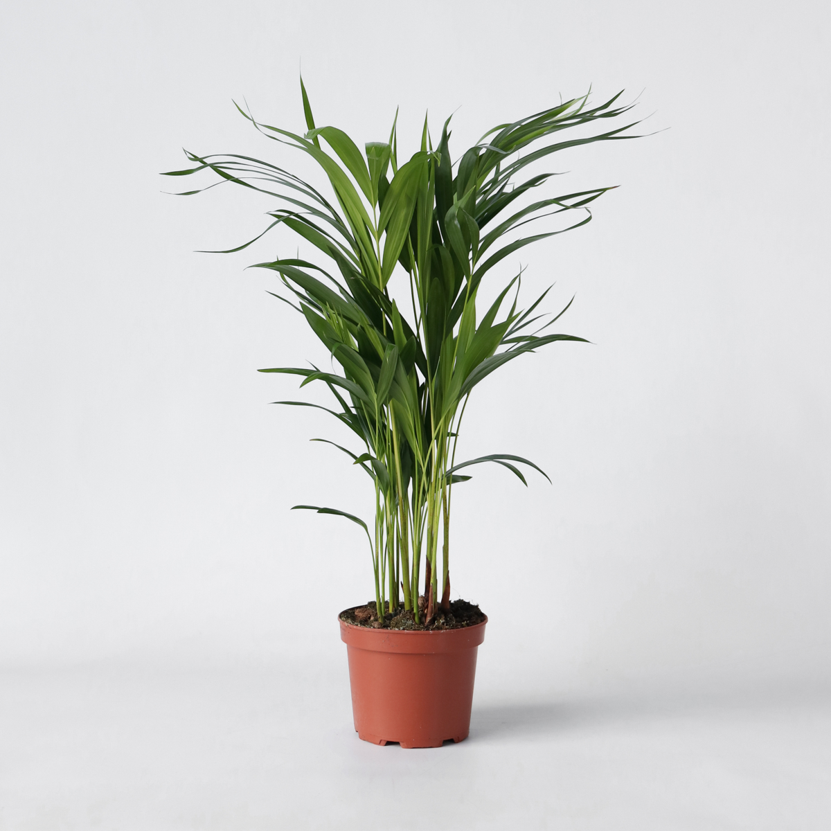 Dypsis Lutescens - Areca - Goudpalm