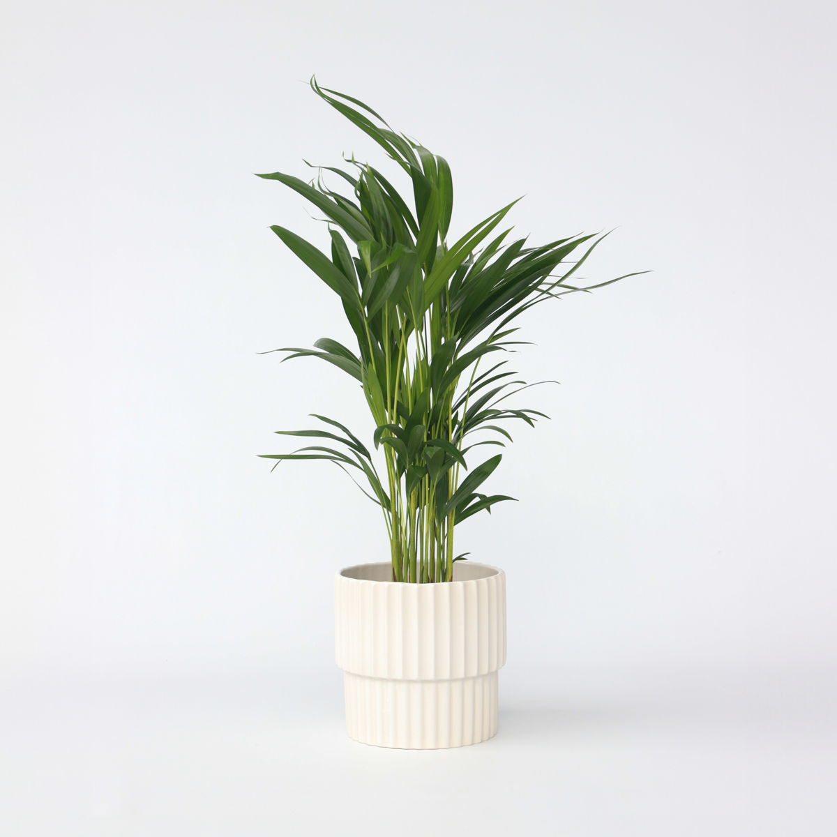 Dypsis Lutescens - Areca - Goudpalm