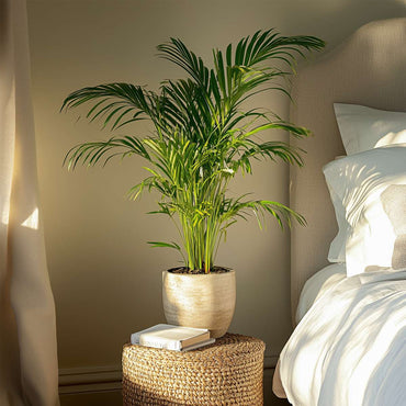 Dypsis Lutescens - Set van 2 - Areca