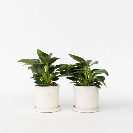 Philodendron 'White Wave' - Set van 2