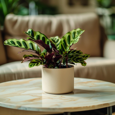 Calathea Insignis - Marantaceae