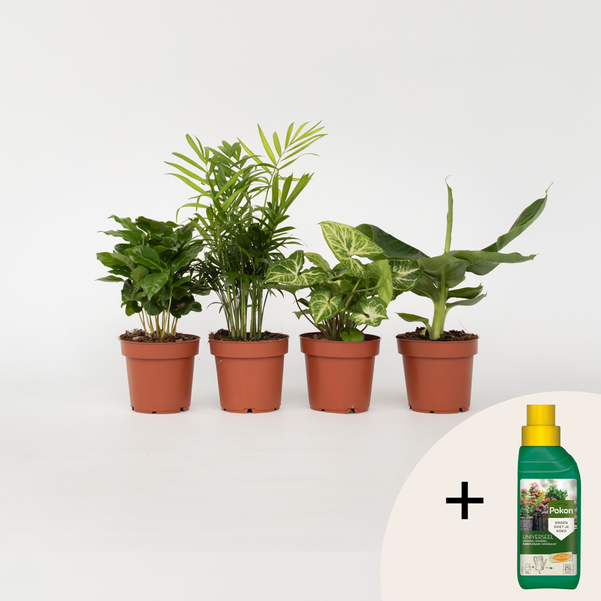 Luchtzuiverende kamerplanten - Mix van 4