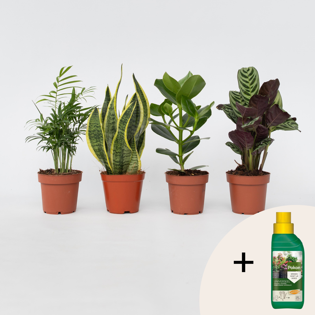 Oersterke Kamerplanten - Mix van 4 - Met plantenvoeding