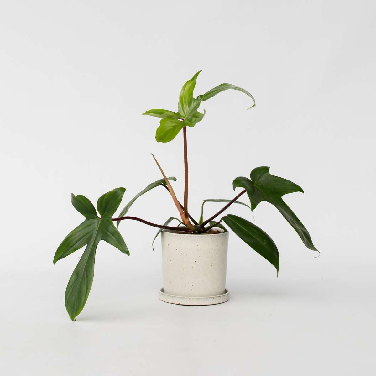 Philodendron 'Florida Groen'