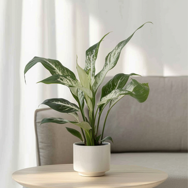 Spathiphyllum 'Diamond'