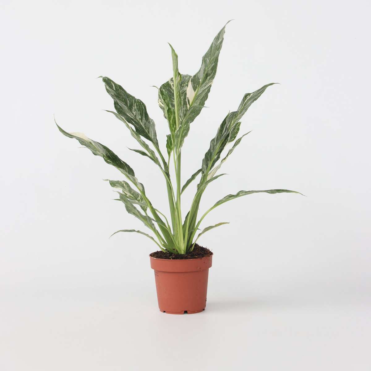 Spathiphyllum 'Diamond'