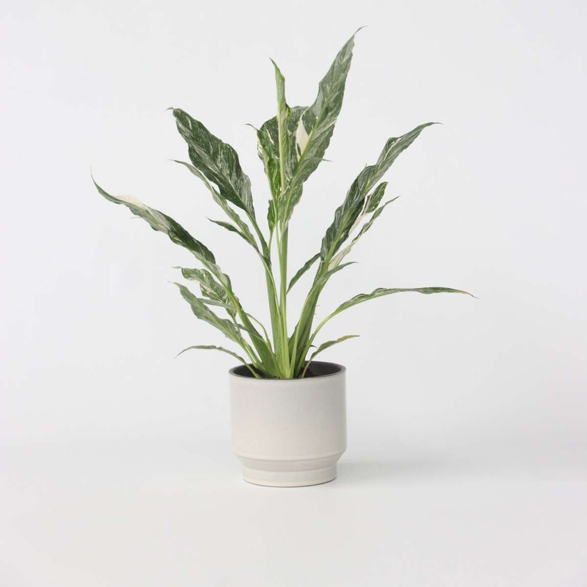 Spathiphyllum 'Diamond'