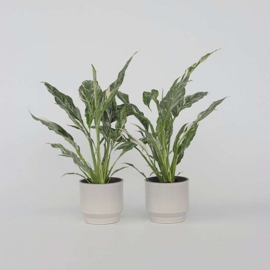 Spathiphyllum Diamond - Set van 2