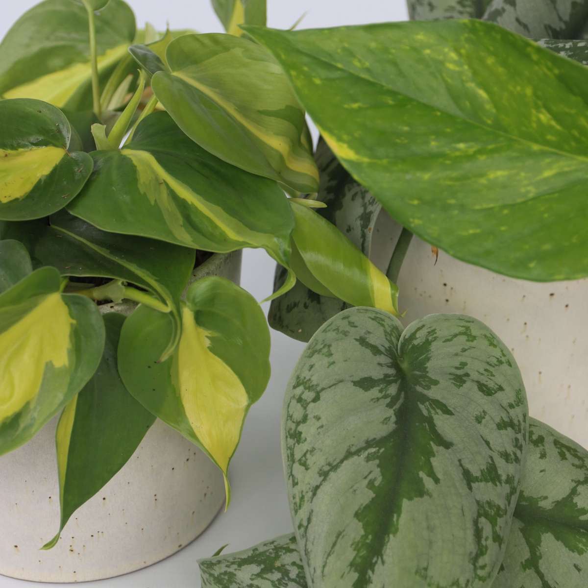 Epipremnum Mix - Set van 3en