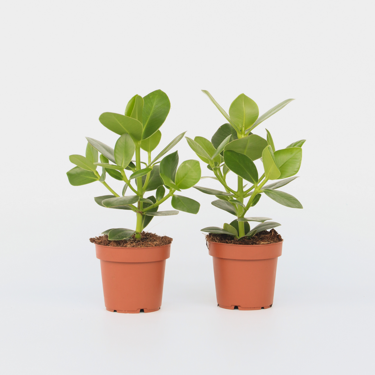 Clusia rosea 'Princess' - Set van 2