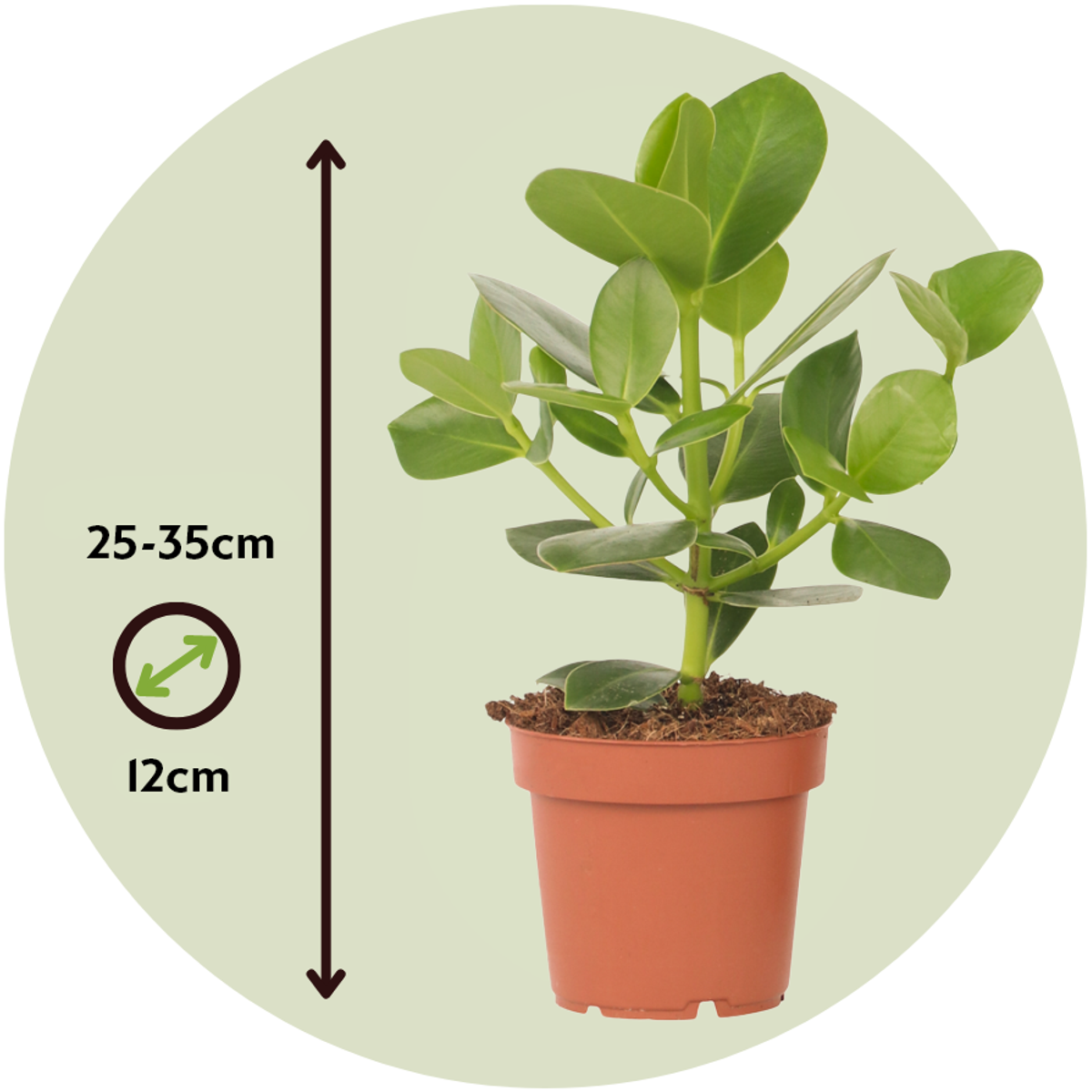 Clusia rosea 'Princess' - Set van 2