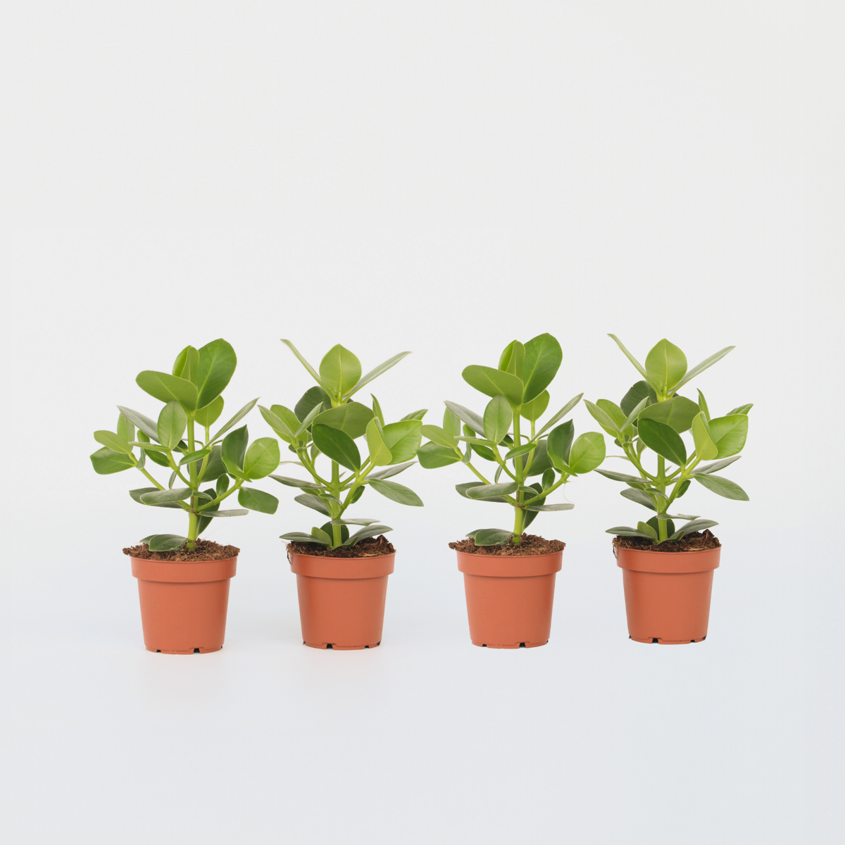 Clusia rosea 'Princess' - Set van 4