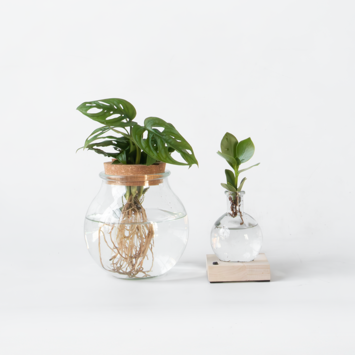Clusia, Monstera - 2 Stuks - Plantenmix in glas