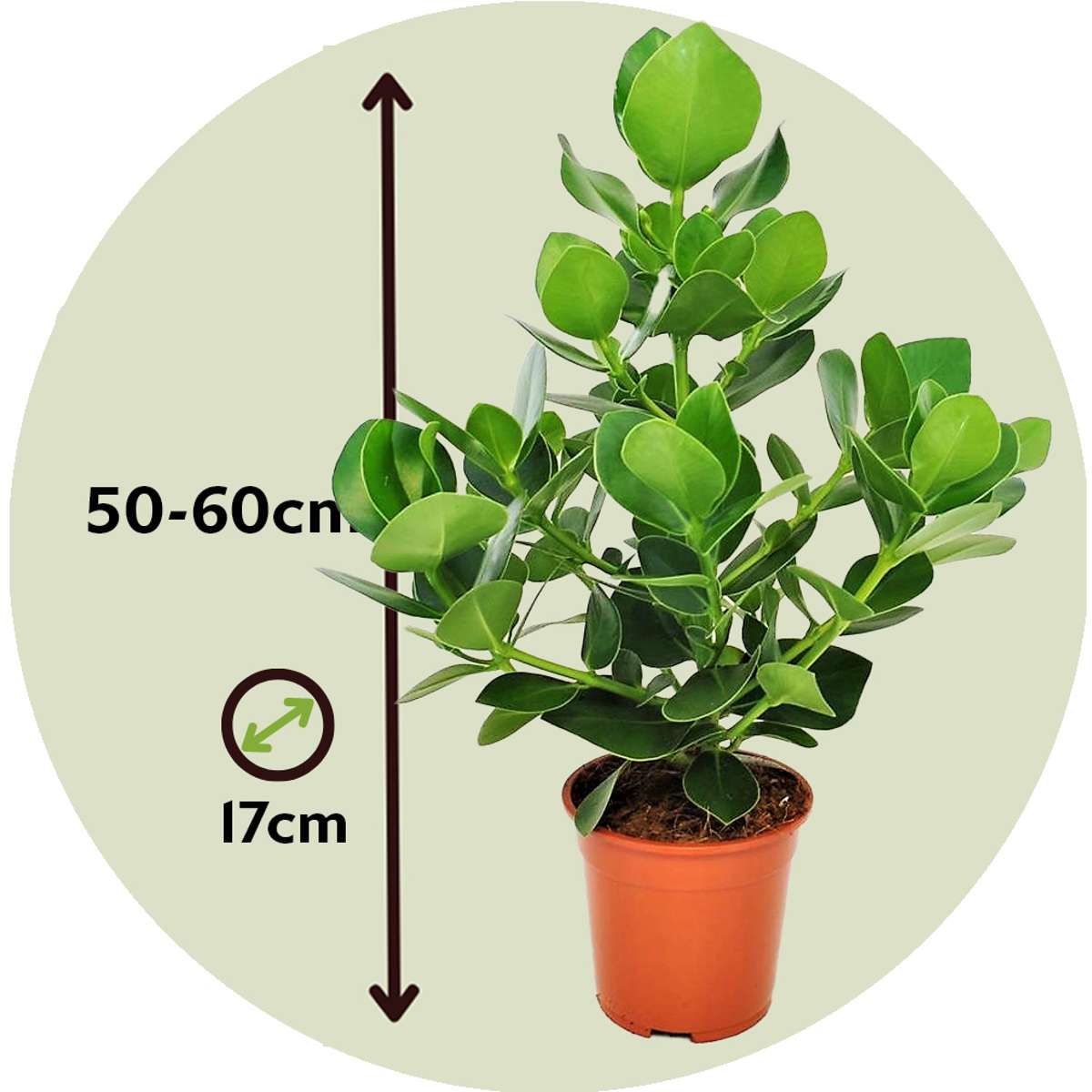 Clusia rosea 'Princess' - Set van 2