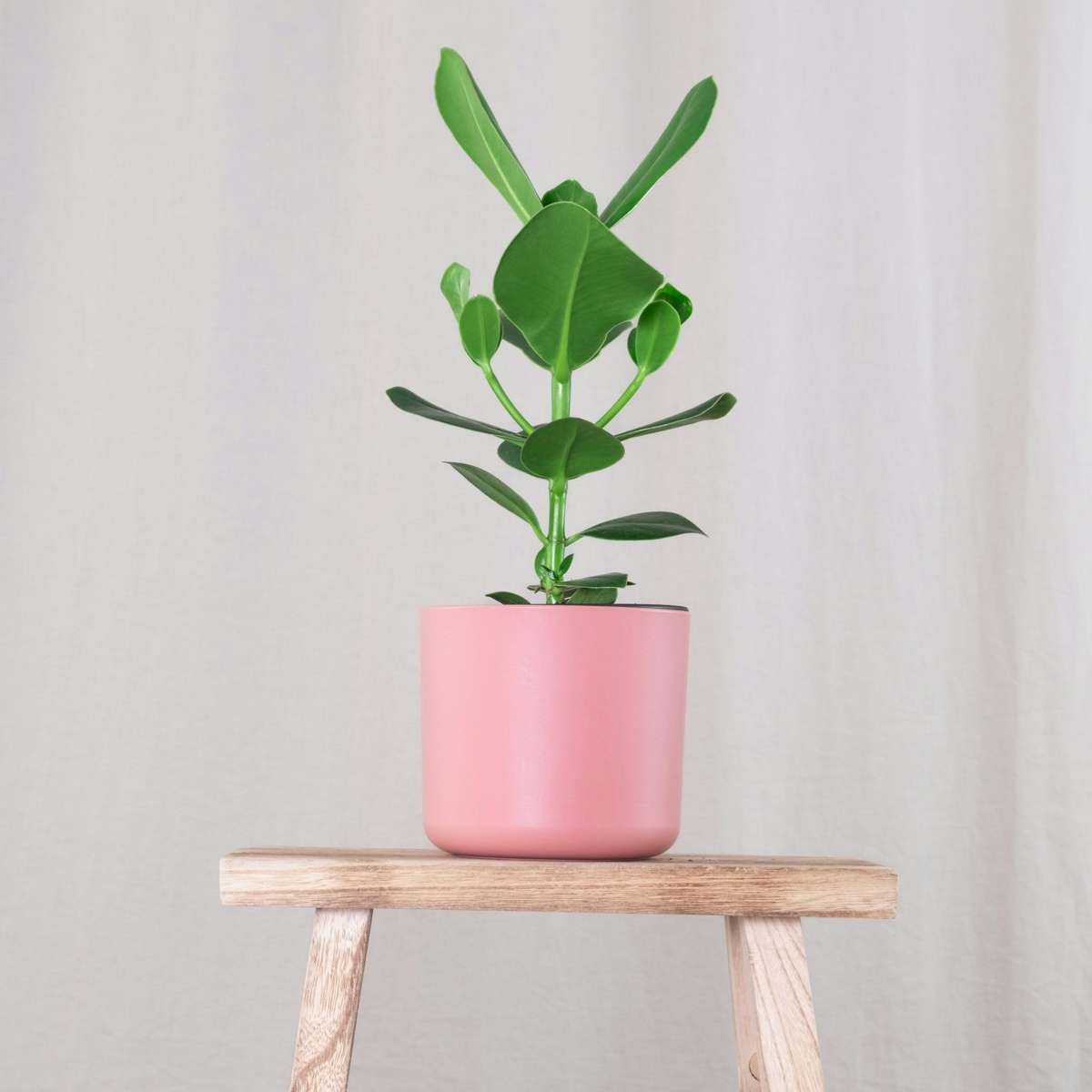 Clusia rosea 'Princess' - Set van 2