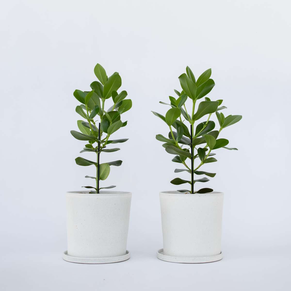 Clusia rosea 'Princess' - Set van 2
