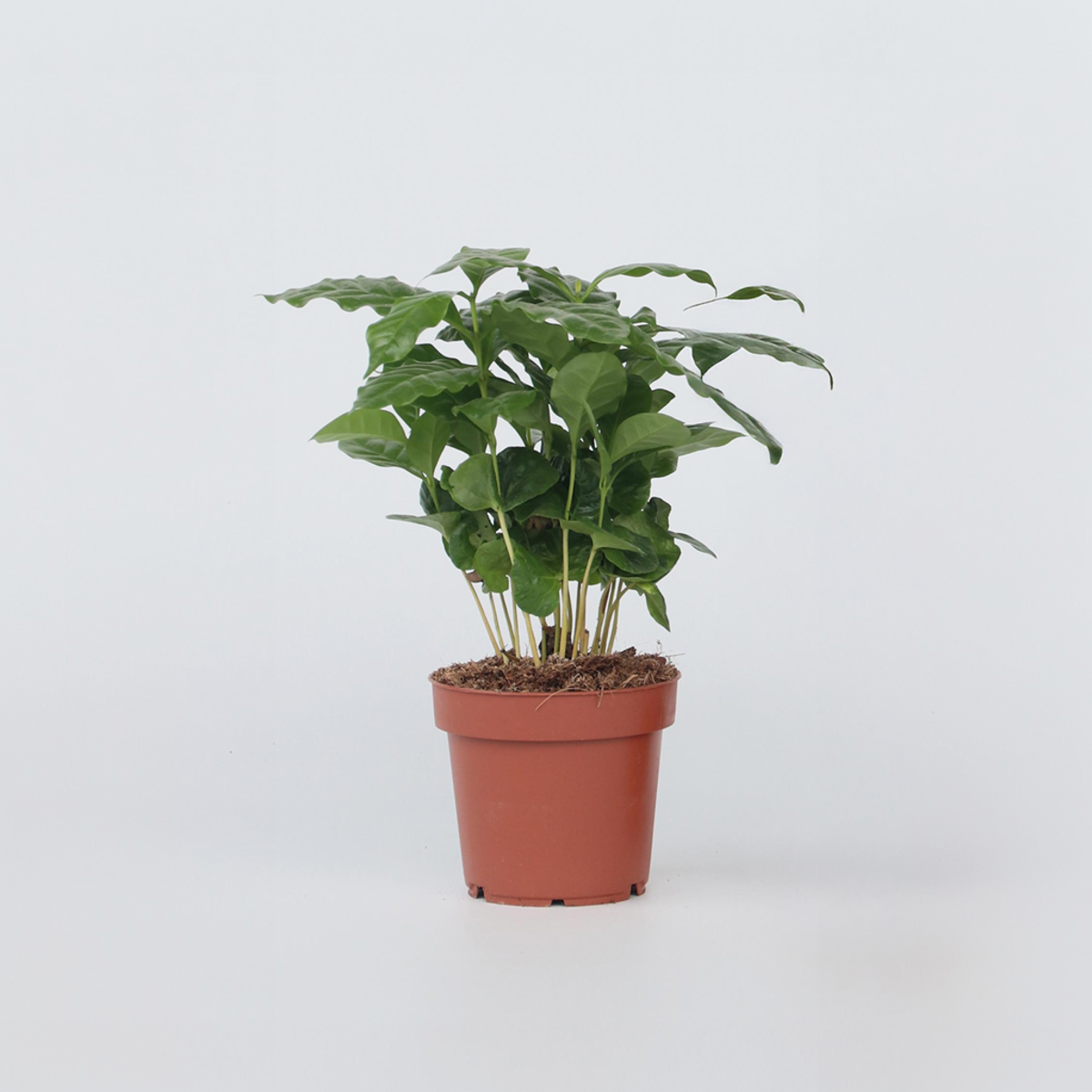 Coffea arabica - Koffieplant
