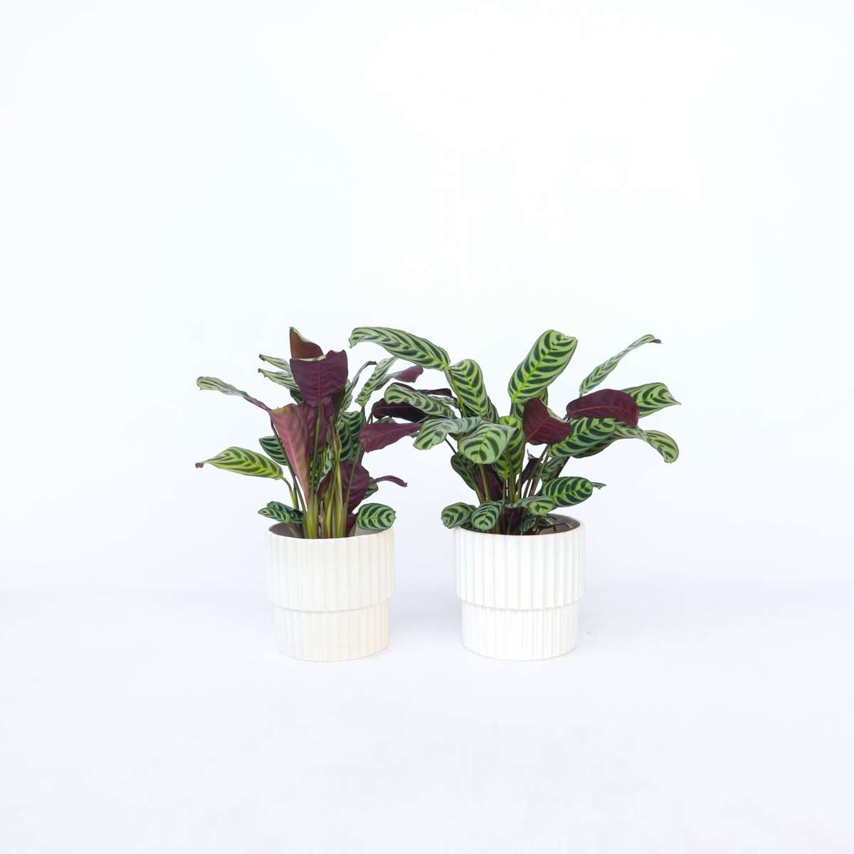 Ctenanthe 'gebedsplant' - Set van 2 - Burle-marxii