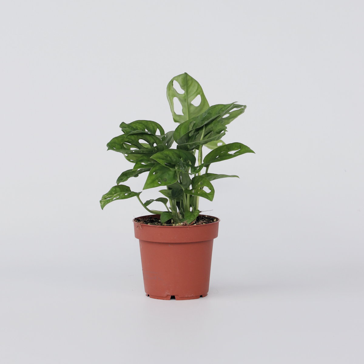 Monstera Monkey Mask - Rimpelgatenplant