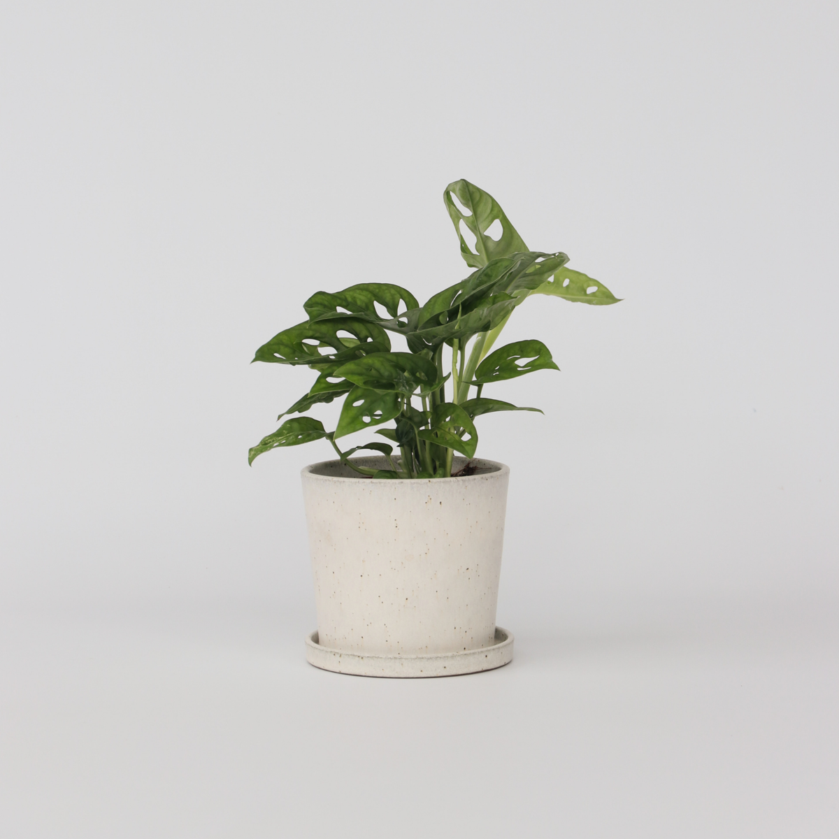Monstera Monkey Mask - Rimpelgatenplant
