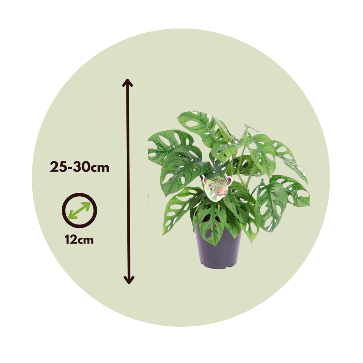 Monstera Monkey Mask - Set van 2 - Rimpelgatenplant