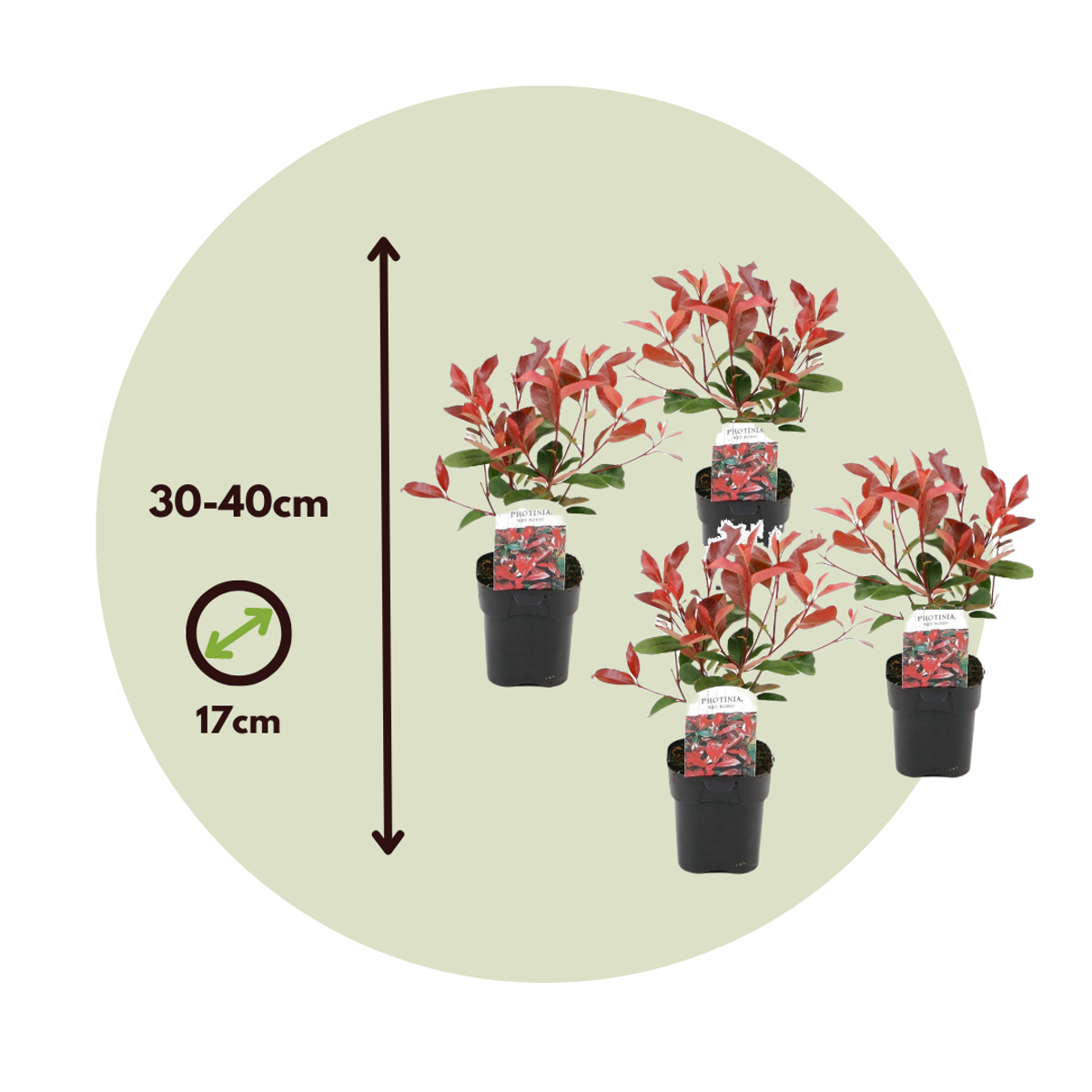 Photinia fraseri 'Red Robin' - Set van 6